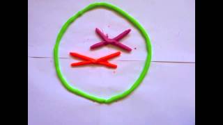 Stop Motion Mitosis [upl. by Akihdar]