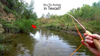 Dry fly fishing in Texas  San Antonio Texas Creek Fly Fishing  McFly Angler Episode 74 [upl. by Gillmore]