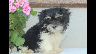 Shichon Puppies for Sale [upl. by Zuzana]