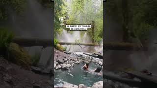 Tree falls next to their hot spring 😳 🎥 Collabashleyyrae [upl. by Baron]