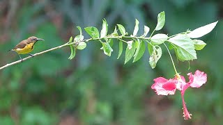 黃腹花蜜鳥Olivebacked Sunbird [upl. by Allerie]