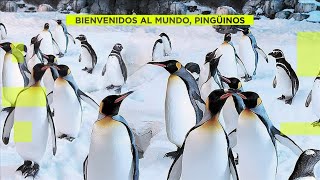 Faunia celebra un nacimiento múltiple de 10 pingüinos [upl. by Hayashi521]