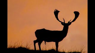 Fallow deer hunting free ranging amp wild on private land with Jim Gibson amp New Zealand Safaris [upl. by Giff415]