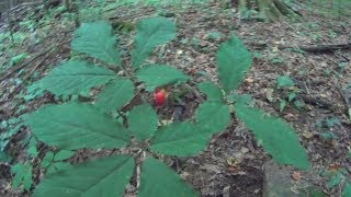 How to find Wild Ginseng plants and how to idendify them [upl. by Notpmah]