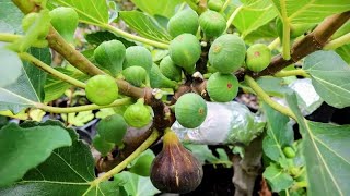 Black Madeira The King of Figs [upl. by Hedberg]