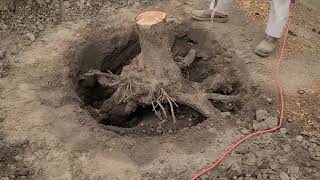 Stump removal with sawzall saw to cut roots Wrecker carbide teeth 12quotin blade [upl. by Anne-Corinne103]