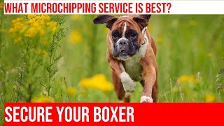 Microchipping Your Boxer Dog How to Choose the Right Service [upl. by Faxan]