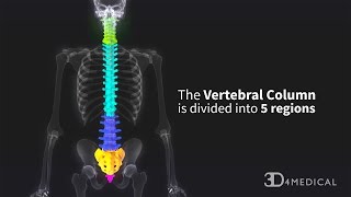 Regions of the Vertebral Column [upl. by Seerdi]