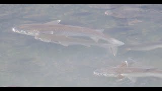 1130329 The flathead grey mullet is euryhaline and spend the young at rivers [upl. by Ecirtnom]