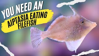 Aiptasia Eating Filefish How to be Successful with These 5 Easy Tips [upl. by Daffi]