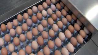 Moba Prima 2000 egg grading and packing machine [upl. by Halvaard]