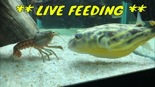 7 MINUTES of AGGRESSIVE Puffer Fish Feedings  GRAPHIC CONTENT [upl. by Joseito]