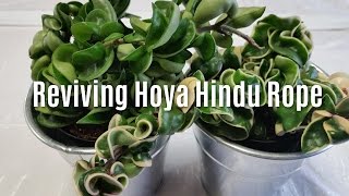 Reviving Hoya Hindu Rope [upl. by Hanid224]