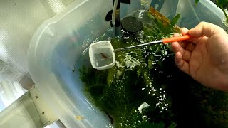 How to Improve Baby Shrimp Survival in a Mixed Tank Endlers and Neocaridina Shrimp Breeding [upl. by Horodko]