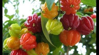 اجمل انواع الفواكه على وجه الارض  Types of scorching fruit for fat [upl. by Hailed836]