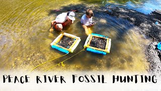 Peace River Fossil Hunting  March 2020  In 4K [upl. by Abagail]