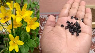 How To Grow Rain Lily From Seeds  Zephyranthes Lily From Seeds [upl. by Graces]