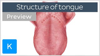 Surface anatomy of the tongue preview  Human Anatomy  Kenhub [upl. by Atsev]