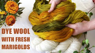 Dye wool with Marigold Flowers  Last Minute Laura [upl. by Seniag384]