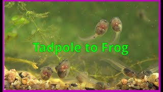 Tadpoles morphing into frogs [upl. by Assillam]