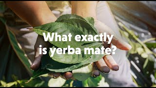 Breaking It Down What Is Yerba Mate [upl. by Firman653]