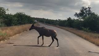 Tsessebe the fastest antelope in the Kruger [upl. by Oicnedurp856]