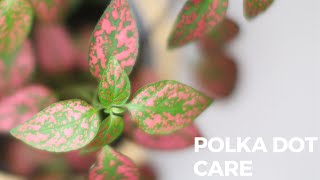 Polka Dot Plant Care  Hypoestes Plant Care [upl. by Eanod]