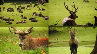 Woburn Abbey Deer Park [upl. by Smitty]