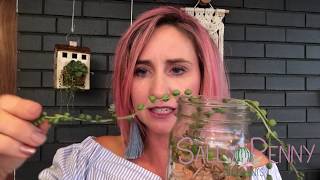 String of Pearls Tips on Saving them [upl. by Babby]