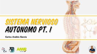 Fisiología  Sistema Nervioso Autónomo Pt I Simpático y Parasimpático [upl. by Asatan]