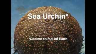 Sea Urchin Dissection [upl. by Anasxor]