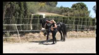 The Beautiful Friesian Horse Part 1 [upl. by Eidua671]