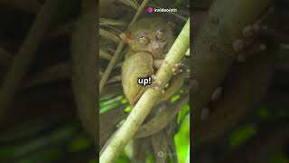 Fun Facts About Galagos funfacts animals wildlife animalcuriosities didyouknow trivia [upl. by Nolad658]