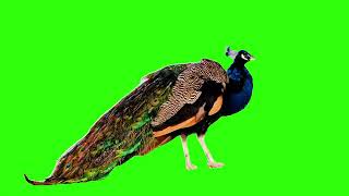 Peacock green screen  peacock cartoon  peacock animation [upl. by Adnarrim]