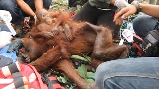 Mom and Baby Orangutan Get Released After Being Found Starving To Death [upl. by Wittenburg93]