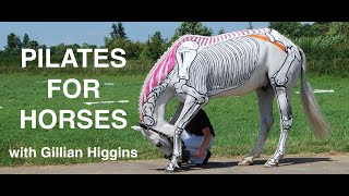 Carrot Exercises for Horses [upl. by Anirbas]