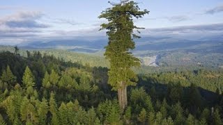 17 BIGGEST Trees in the World [upl. by Newbold353]