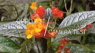 OPPO A31 Camera Test [upl. by Dauf]