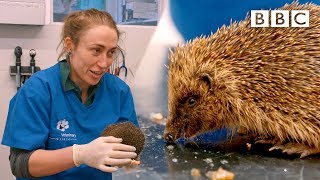 A very cute hedgehog’s day at the vet 😍🦔  Mountain Vets  BBC [upl. by Teyugn860]