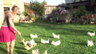 West Highland White terriers playing [upl. by Euqnom917]