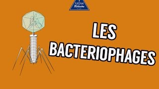 04  Les Bactériophages [upl. by Folberth]