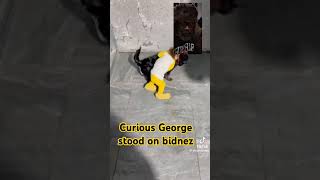 Stand on bidness curiousgeorge monkey vs dog black amp yellow [upl. by Peoples]