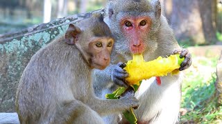 Brindy Joanna after walk Grazing Then Closer Jane to eat Mango Fruit on Nov282024USao1265Ambers [upl. by Einotna143]