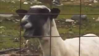 Screaming Goat Featuring Taylor Swift [upl. by Kaden]