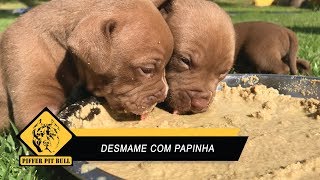 Faça o desmame dos filhotes corretamente  Papinha de Desmame da Premier Pet  Piffer Pit Bull [upl. by Etteragram908]