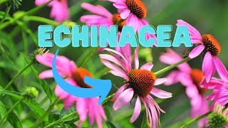 Growing Echinacea Dont Miss These 8 Perfect Plant Partners [upl. by Krista]