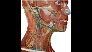 ANATOMIE FMPM LA RÉGION CAROTIDIENNE [upl. by Eekcaj]