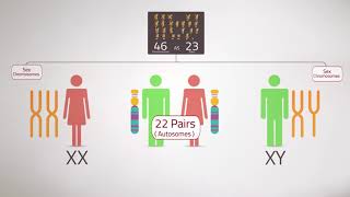 Everything you Need to KnowChromosome Analysis Karyotyping [upl. by Cornie]