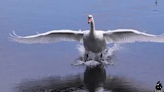 Mute Swan take off and close landing [upl. by Alahs]