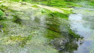 THE BALLINDERRY LAMENT sung by MARIANNE McALEER beside the River Fergus in County Clare May 2023 [upl. by Hymie212]